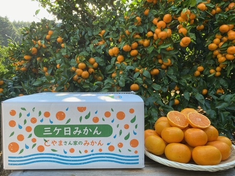 美味しさに食べてビックリ「ミカンの瓶詰め」900ｇ×６本