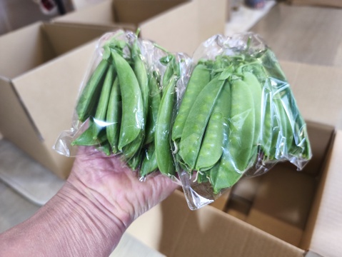 採りたて直送！！絹さや＆スナップエンドウ500g