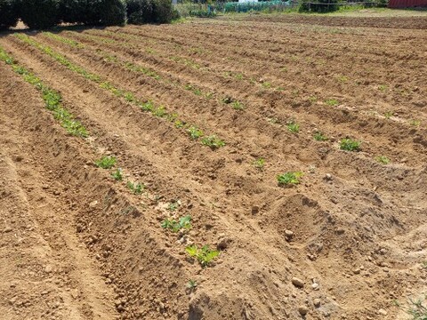 おおまさり　浜松三方原台地で栽培した生落花生🥜。農薬不使用‼️塩ゆで落花生などに、1箱　殻付おおよそ500ｇ