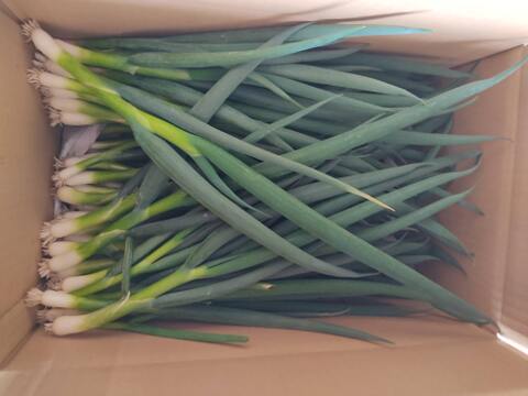 ✨農薬・化成肥料不使用の土の力で育った、主役になる小葱　約1kg✨