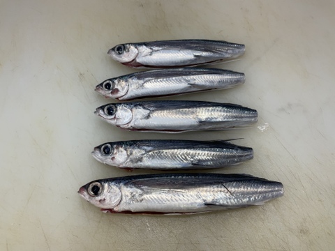 【もっちり旨味】トビウオ/アゴ/角あご/5匹/900～1000ｇ【生】【生食可】