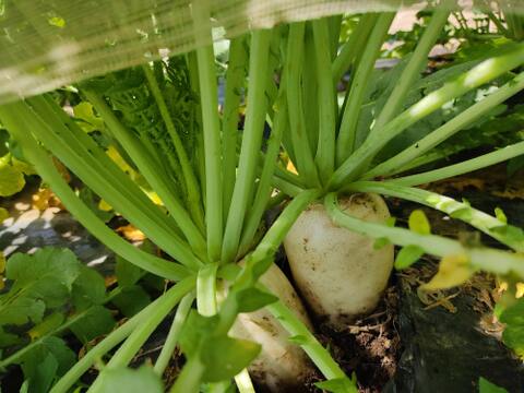 ✨朝採れ葉付き！旬の時なし大根 約2kg｜みずみずしい春の恵み｜葉まで楽しめる｜農薬・化成肥料不使用✨