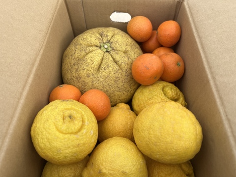 【柑橘食べ比べ】佐賀県太良町産3種セット♩紅まどか1つ～2つ(家庭用）＋はるか+4ｓクレメンティン複数（箱込3㎏）