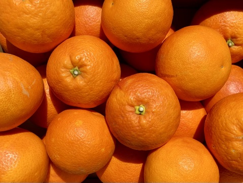 【真っ赤な高級柑橘】ブラッドオレンジ 3kg 【さわやかな酸味と豊かな風味】