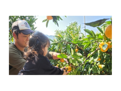 【予約販売】木下さんちのみかん『良品3キロ』