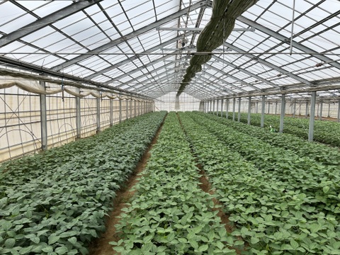 【朝どれ】1度お試しください！味が濃厚！千葉県船橋産ブランド枝豆！250g×4袋