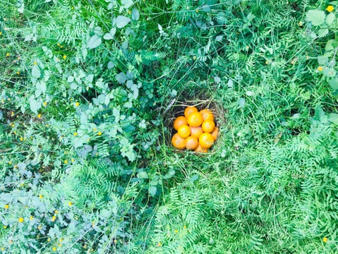 農薬・肥料不使用｜自然栽培 金の蜜柑 １０kg（定番サイズ）【食べチョク限定・小玉みかん増量】【冬ギフト】