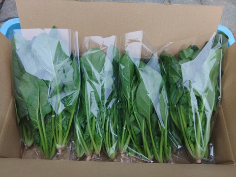 《ふわふわ柔らか食感！》ほうれん草『スパイダーデューク』（250g×4袋）