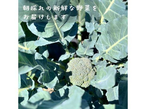 【採れたて直送】信州伊那の寒暖差が育てた みずみずしいブロッコリー 450g×4株