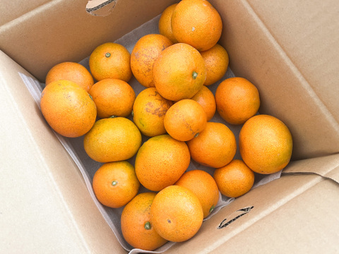 【訳ありだけど美味しさそのまま】愛媛みかん 2.5kg 愛媛県川上産