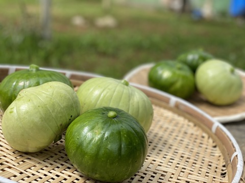期間限定お試し価格 当農園大人気 サラダカボチャセット 3個 一度食べたら病み付き間違いなし 栃木県産 食べチョク 農家 漁師の産直ネット通販 旬の食材を生産者直送