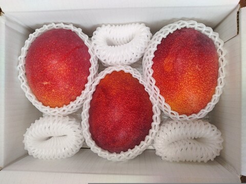 伊江島産マンゴー（家庭用・2kg・3〜6個入り）