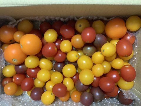 【そろそろ終わり】オーガニックミニトマト　カラフル詰め合わせ（1.2キロ）