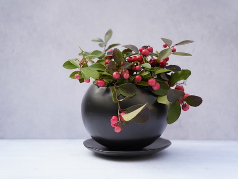 盆栽【チェッカーベリー×黒丸陶器】高さ20cm × 横20cm
