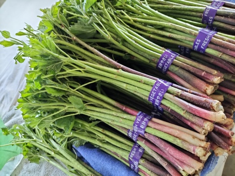 アイコ  シャキッ！トロッと美味しい山菜＜約800g＞（あいこ/ミヤマイラクサ）