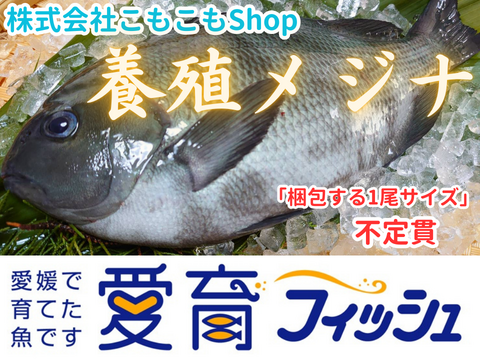 【訳アリ】体表のスレやヒレの痛みアリ『養殖メジナ3尾入』神経〆付