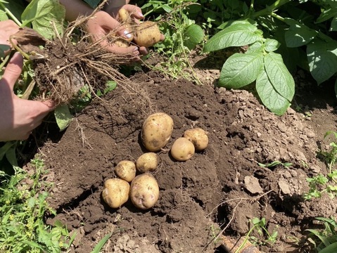 煮物に最適 しっとり！「メークイン」約４キロ