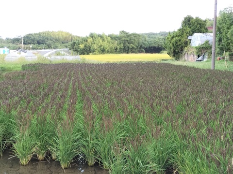 【令和７年度新米】古代米「ミドリもち」もち玄米(5Kg) リンゴガイ農法で安全・安心・美味の新米