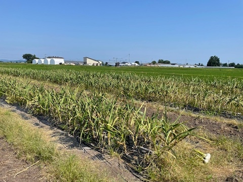 お米５kgと黒にんにくセット