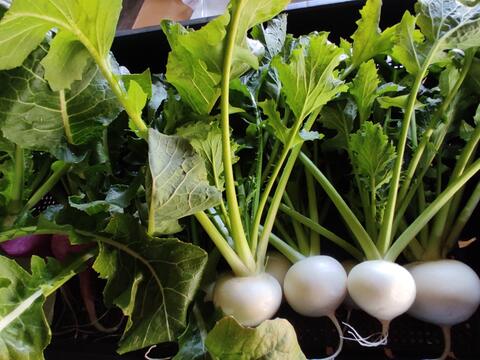 ✨農薬・化成肥料不使用の新鮮白菜「魂の白菜」特大サイズ×1玉+下仁田ネギ+旬のお野菜✨