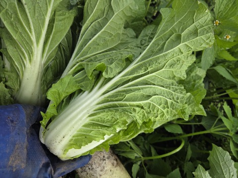 【荷合発送】どちらも堆肥、農薬一切無し　白菜×ネギ