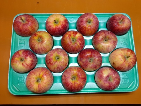 人気夏リンゴ！シナノリップ（１３～１６個）ご家庭用