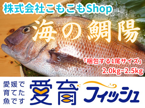 【愛媛のブランド真鯛】朝どれ鮮魚『海の鯛陽(1尾入)』神経〆付