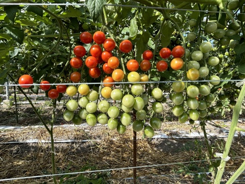 ミニトマト【恋味アミューズ】＆ゴーヤセット