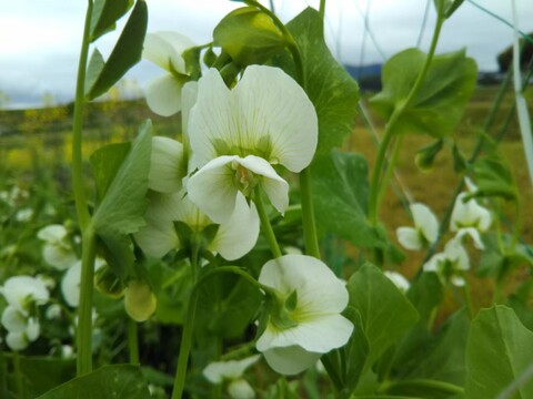 実えんどう2種セット！！　さやが紫！？ 紫えんどう豆 ツタンカーメン(650g)、フルーツ実えんどう（650g）