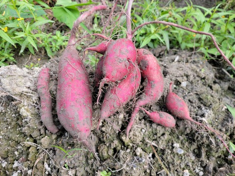 【ほくほく・ねっとり食べ比べ】麦芽で育った金時とシルクスイート合計約1.8キロ