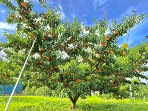 【進物用】ロイヤル♡7品種甘い岡山白桃♡約2kg箱5〜8個入り