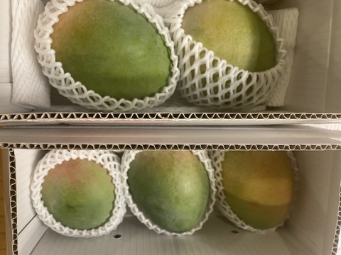 伊江島産キーツマンゴー（家庭用・2kg・2〜3個入り）