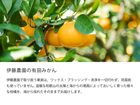 【12/4まで特別価格】【お歳暮ギフト】有田みかん2.5kg（ミックス S～2Lサイズ）贈答用 特選品　和歌山 311-5h