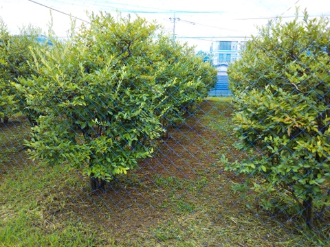 《訳あり》冷凍ブルーベリー２Kg 甘〜い！ お買い得！！