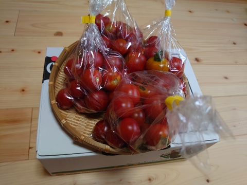 旬の新鮮ミニトマト4袋(1kg)施設栽培(バジル葉試食付き)