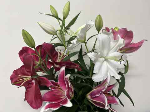 【食べチョク初登場】無花粉オリエンタルユリ5本リバーシリーズmix※10/1~10/7着までの期間限定商品です。数量限定商品