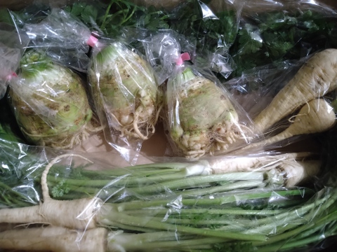 根セロリ / celeriac 1kg
