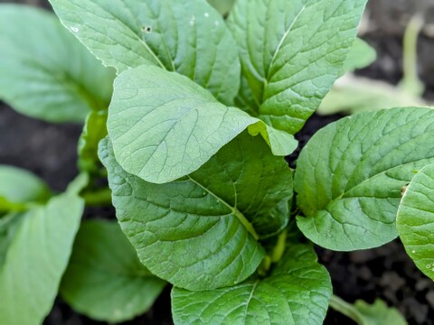 【宮崎県産】美味しい小松菜❗️200g×5袋(１kg)