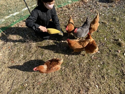 【平飼い】山口・防府 名古屋コーチンのおいしいたまご20個