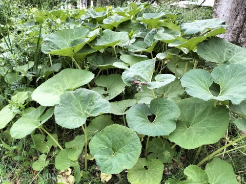 【自然栽培】　たけのこ（３ｋｇ）＆　フキ（３００ｇ）