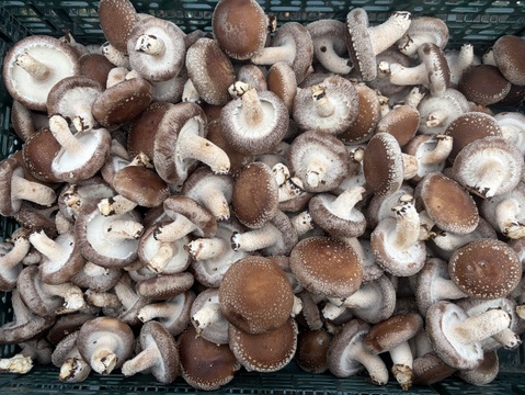 北海道産菌床生しいたけ(１ｋｇ)