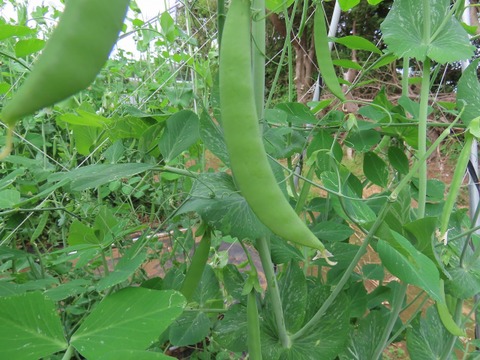 手作りスナップエンドウ1kg