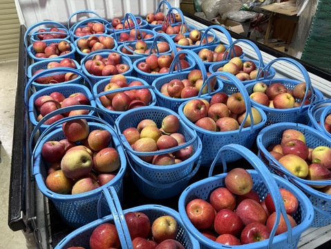 【サンふじをたっぷり食べたい方に！】家庭用　ジューシーな甘みと酸味のバランスがクセになる！関農園の『サンふじ』5kg（12～20玉）サビ／変形／色ムラ／ツル割れ／小傷／微小な鳥虫害／枝ズレなど