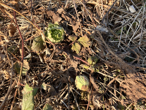 【天然物は香りが違う！！】春一番の贈り物　ほろ苦さがたまらない 天然ふきのとう