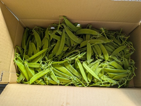 和歌山県産【絹さや】（秀品）2キロ