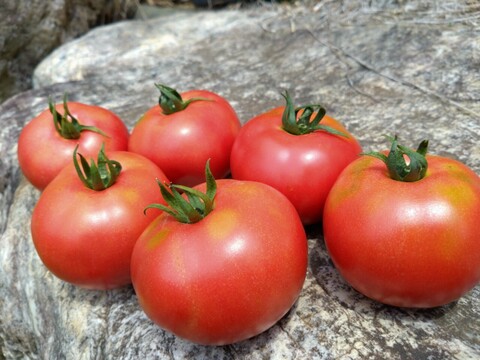 🎊TBS大泉サンド出演記念キャンペーン🎊多くの声により遂に解禁！寛永鶴見ブランドオールスター野菜BOXお得な詰め合わせセット！高級志向のあなたへ贈る特別な野菜ボックスお試し約1kg