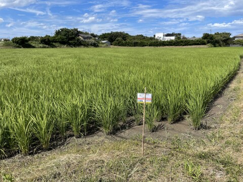 コシヒカリ玄米５㎏《お急ぎ対応可》 小松島市生物多様性農業推進協議認証　いのちはぐくむ田んぼ米　令和5年産特別栽培米コシヒカリ１等玄米