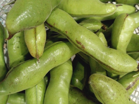 そら豆入り【数量限定❗❗】子供に食べさせたい野菜（５品目～７品目）😋🍙自称永遠の18才✨️✨️✨️ばぁばのモノスゴイ野菜🍅🍆🌽✨✨✨✨✨