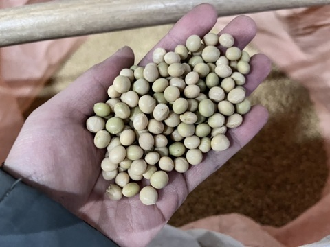 有機青大豆 大袖の舞 900g  北海道十勝 “豆のまち”本別町 2025年産　オーガニック