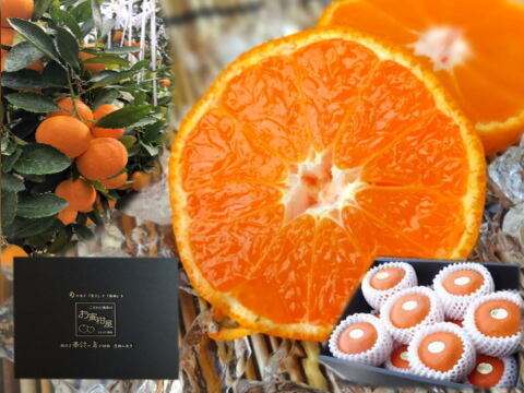 【夏ギフト】【お中元】とろける甘さのハウスみかん！薄皮で果汁たっぷり！冷やしてやみつき！ネットで話題のブランドみかん「蜜ツ星（みつぼし）」　黒化粧箱（中）　Mサイズ　秀品　１２玉入　【商品番号04】